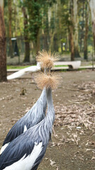 Fototapeta premium Two crowned cranes with distinctive feathered heads in natural habitat