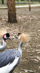Fototapeta premium Two grey crowned cranes with distinctive head feathers in natural habitat