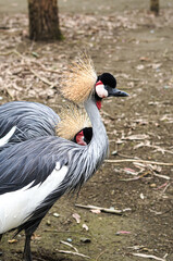 Fototapeta premium Two grey crowned cranes standing on ground with foliage in background
