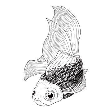 Attractive carp