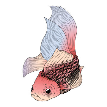 Attractive carp