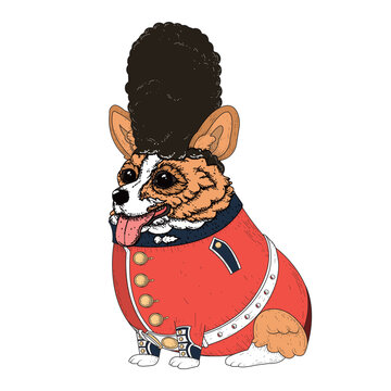 Corgi in british guard costume