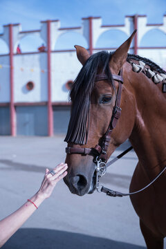 Primer plano de caballo casta&ntilde;o con el fondo de una plaza de toros.