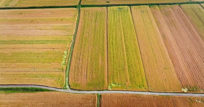 Aerial view of golden wheat fields and agricultural landscape during harvest season