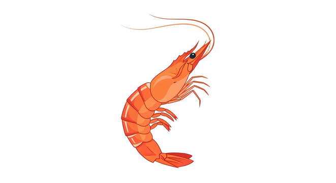Fresh Cooked Shrimp Illustration Isolated on White Background - Realistic Prawn Seafood Graphic for Menu Design