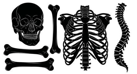 Black silhouette human skeleton bones. © Fulan