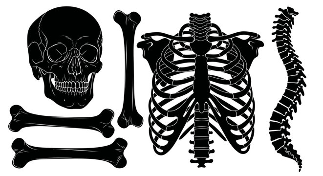 Black silhouette human skeleton bones.