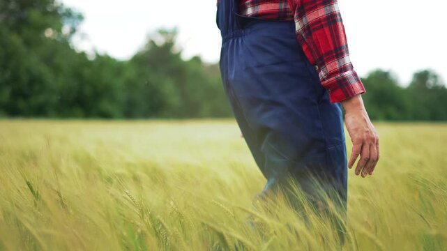 Farmer walking through golden wheat field touching grain crops with hand. Agricultural worker inspecting wheat harvest in rural farmland. Rancher examining cereal crop in countryside fields.