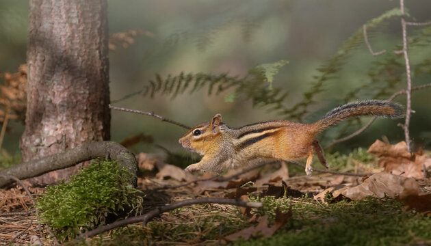 シマリスが走る