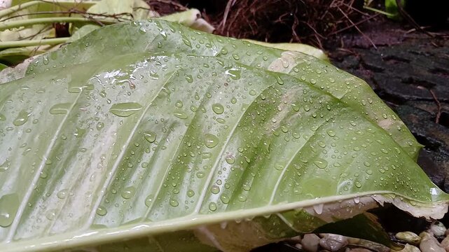 Photos Plant Leaves