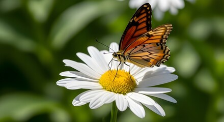 Fototapeta premium Close-up of Butterfly perched on White Daisy Flower in bokeh background
