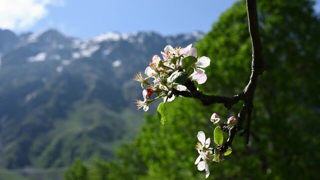 Close-up apple tree flowers blooming on sunny day in Kazbegi region with Caucasus mountains background. Spring nature awakening in Georgia, white blossoms, snowy peaks. Eco tourism, fresh air concept.