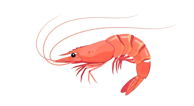 Detailed Pink Shrimp Vector Illustration Isolated on White Background - Fresh Seafood Prawn Graphic
