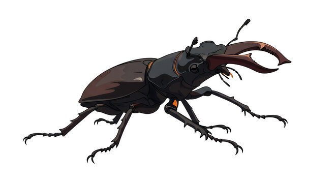 Detailed Illustration of a Large Male Stag Beetle (Lucanus Cervus) with Impressive Mandibles Isolated on White Background