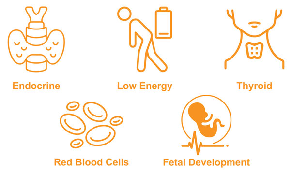 Modern healthcare icon set representing endocrine system, fetal development, red blood cells, thyroid function, and low energy symptoms in a clean and professional vector style editable design
