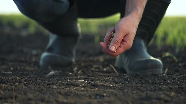 Farmer hand carefully drops small seeds into dark fertile soil in close-up. Hand sowing crop seeds in agricultural field at sunset. Rubber boots visible while planting near green farmland.