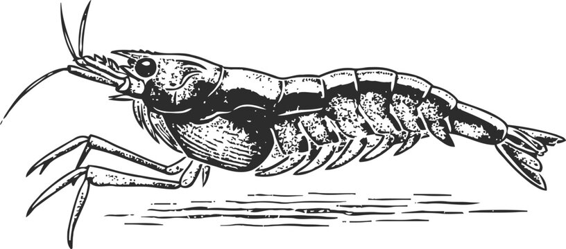 Detailed vintage illustration of a shrimp crustacean with antennae and segmented body