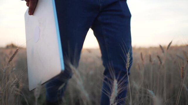 Farmer walking through wheat field holds laptop at side. Smart farming and agriculture technology in action. Farmer strides past ripe wheat ear at sunset. Digital agri tools aid crop inspection.