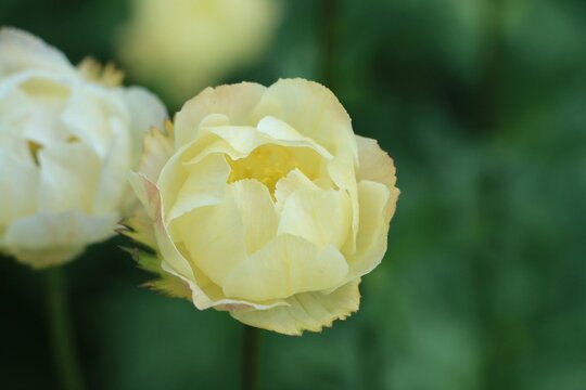 Trollius europaeus (globeflower) growing in a garden