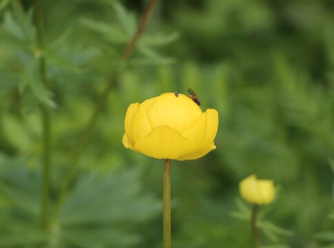 Trollius europaeus (globeflower) beautiful wildflower
