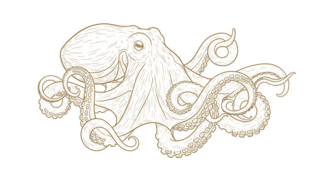 Detailed line art illustration of an octopus with its tentacles spread out on a white background.