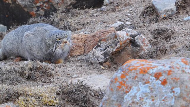 Pallas's cat crouching and stalking on rocky ground
