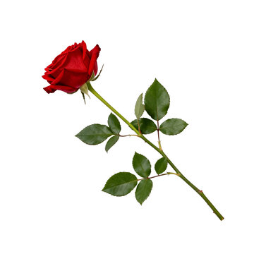 [Transparent Background PNG]Single Red Rose with Green Stem and Leaves