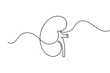 Obraz premium Human kidney in continuous one line drawing minimalist style isolated vector illustration