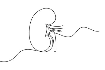 Obraz premium Human kidney in continuous one line drawing minimalist style isolated vector illustration