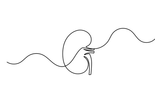 Human kidney in continuous one line drawing minimalist style isolated vector illustration
