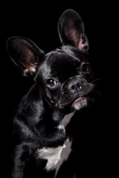 Black French Bulldog portrait on a dark background