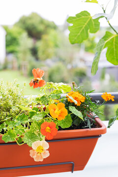 Bee pollinating nasturtium on balcony herb garden with tagetes and fig tree
