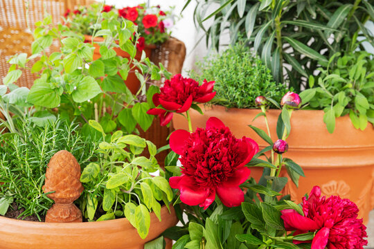 Red peony and assorted herbs in terracotta pots on balcony urban garden