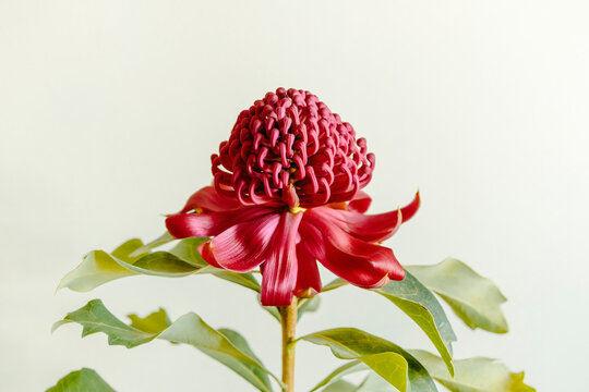 Detail of a unique red waratah flower on a white background