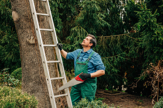 Gardener with saw and ladder looking at tree outdoors for spring care