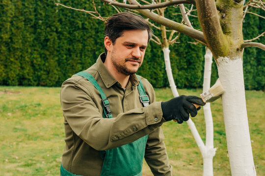 Gardener whitewashing a fruit tree trunk with lime in spring