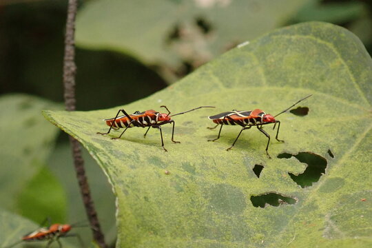 Red Cotton Stainer bugs in Singapore (2)