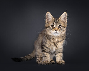 Fototapeta premium Impressive classic tabby Maine Coon cat, standing facing front. Looking confident towards camera. Isolated on a black background.