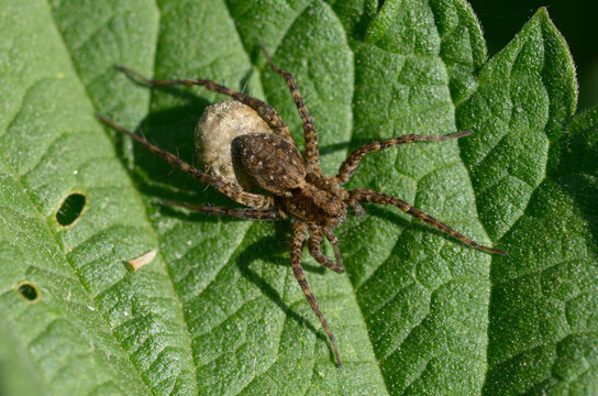 Wolf spider Pardosa milvina carrying an egg sac on a green leaf