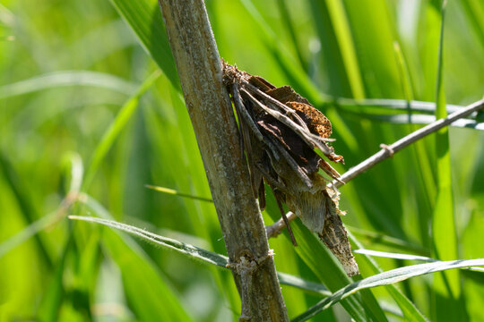 Bagworm moth Psychidae caterpillar in a protective case on a plant stem, macroscape
