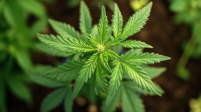 Close-up of cannabis indica plant with serrated leaves growing healthily in a pot, soft natural lighting and nutrient-rich soil
