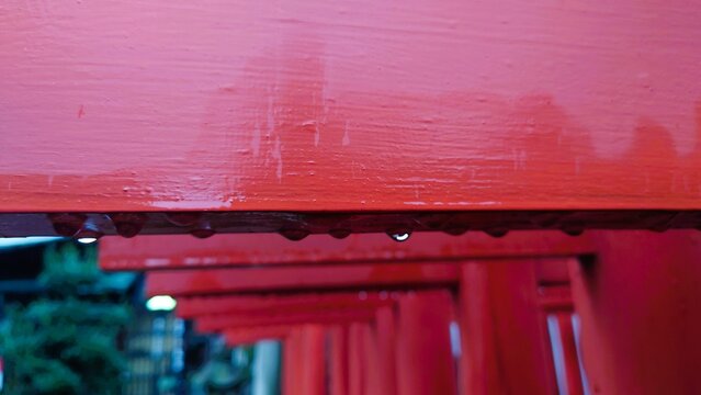 雨上がりの鮮やかな朱塗りの鳥居