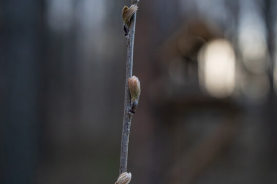 Macro close-up of fluffy boxelder maple buds (Acer negundo) just blooming in early spring. Sunset light in the forest. Soft texture, warm glow, seasonal detail.