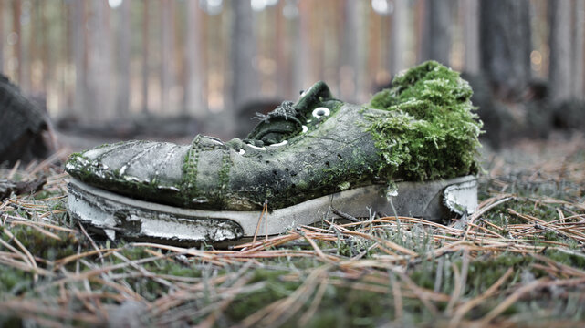 An old decaying sneaker abandoned on the forest floor covered in green moss