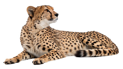Cheetah lies quietly on a plain surface looking to the side in a well-lit indoor space during daytime © Ivanka