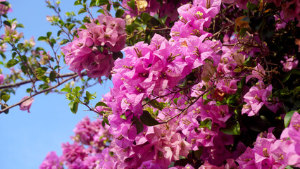 Naklejka premium Bougainvillea plant with vibrant pink-magenta bracts and small white flowers among lush green leaves.