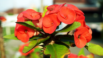 Fototapeta premium Close-up of Euphorbia crown of thorns with bright red blossoms and glossy green leaves. Thorny stems and vivid flowers highlight tropical ornamental plant detail in natural outdoor setting.