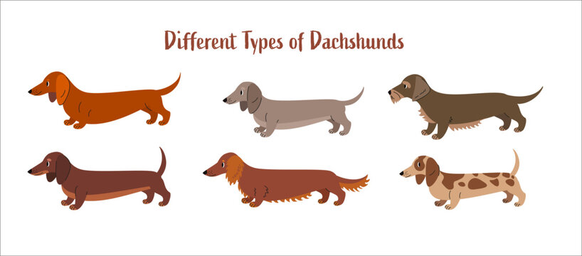 Different types of dachshunds illustration showing smooth, long haired and wire haired dogs. Flat vector collection of dachshund breeds. 