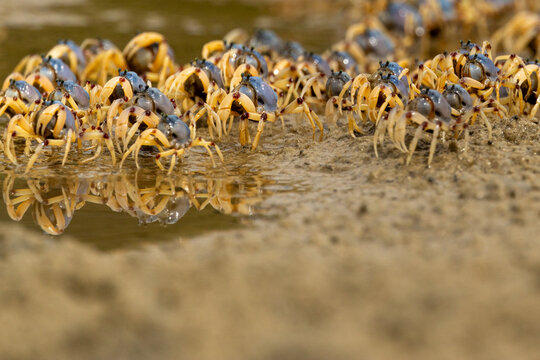 Army of soldier crabs on a Queensland beach in Australia.