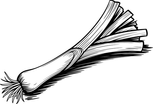 Single leek vegetable with roots and long leaves, black and white engraved botanical illustration
